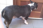 Bear,bull terrier,7jr,vindt een acupunctuurbehandeling niet echt leuk.